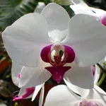 orchidea