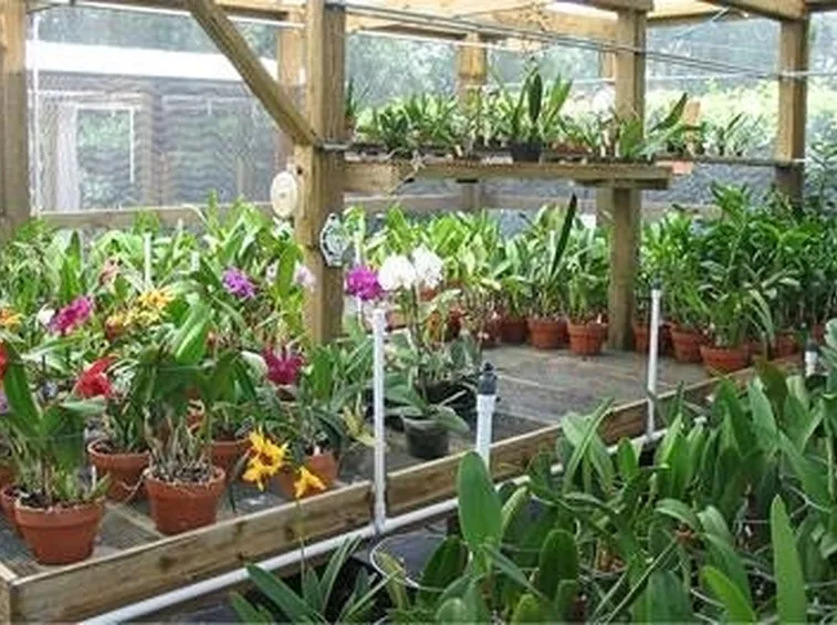 serra per orchidee