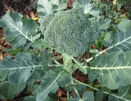 broccolo