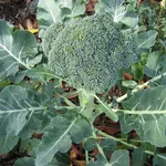 broccolo
