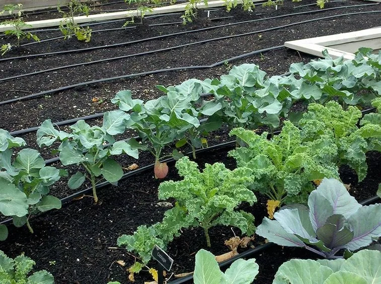 coltivazione broccoli