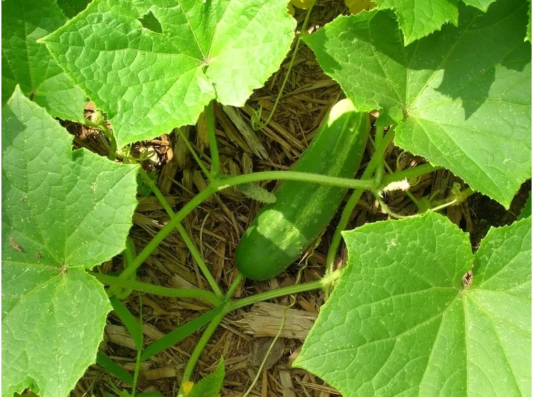 coltivare cetrioli