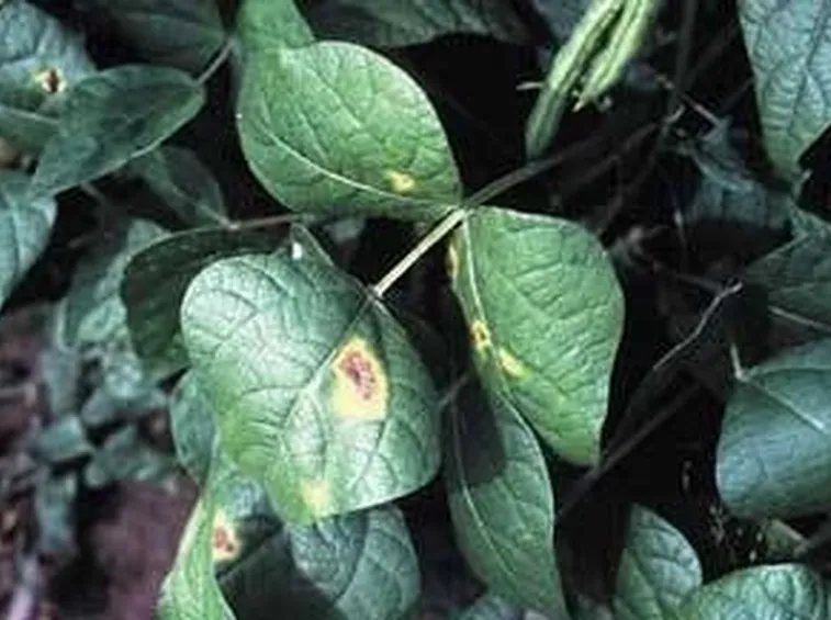 foglia malata di pianta di fagioli
