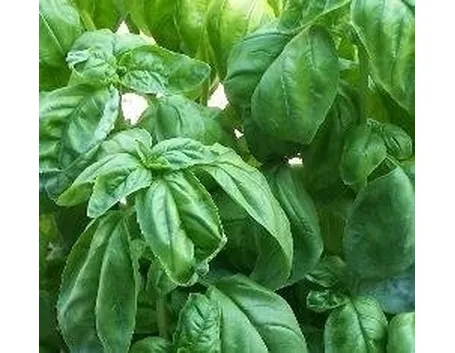 basilico