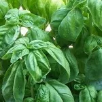 basilico