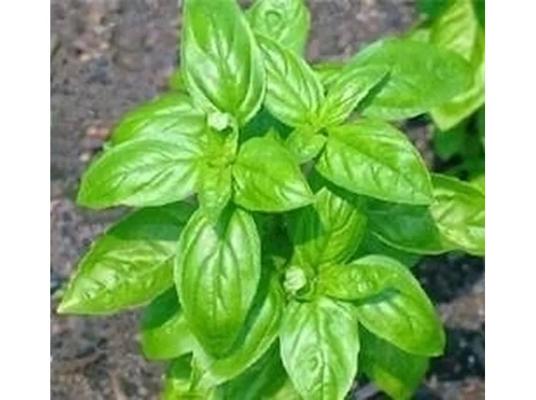 il basilico
