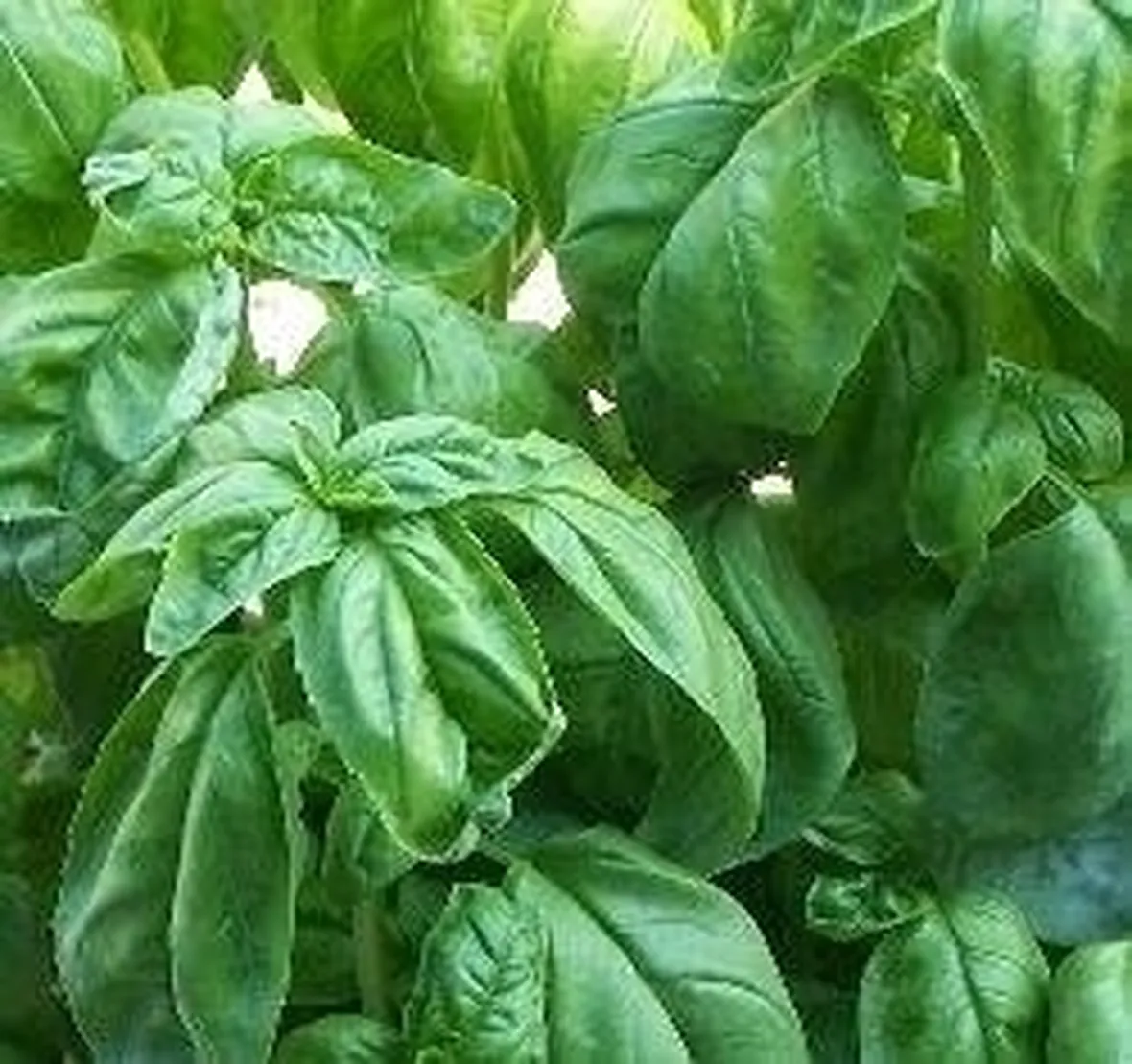 basilico