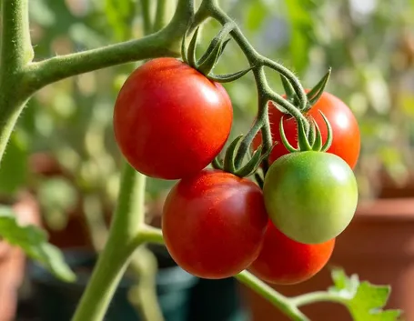 pomodori
