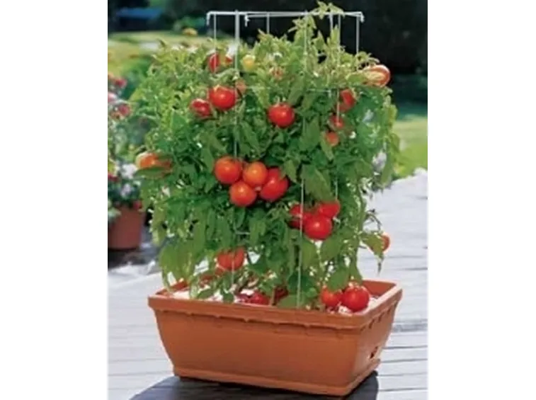 pianta di pomodoro