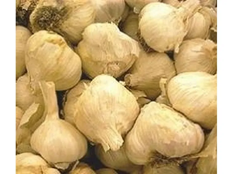aglio