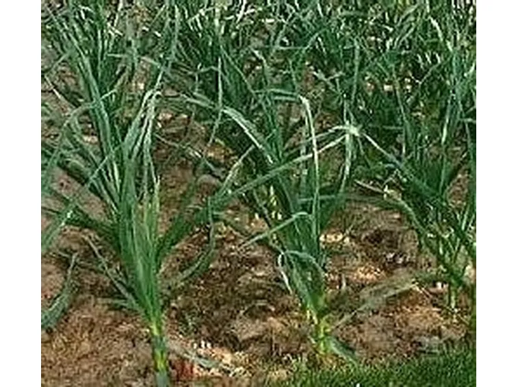 raccolta aglio