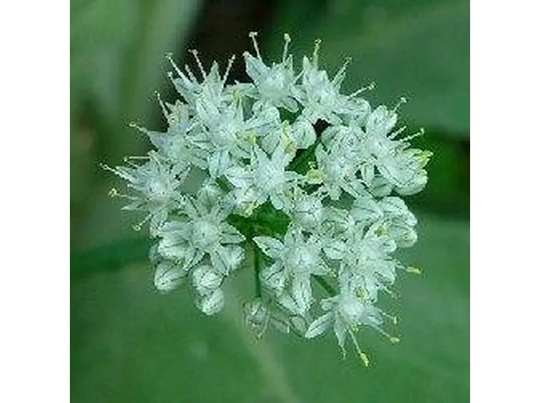 malattie