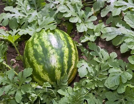 coltivare anguria