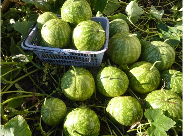 raccolta angurie