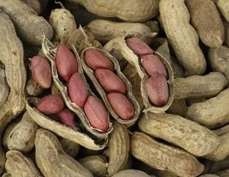 coltivazioni arachidi