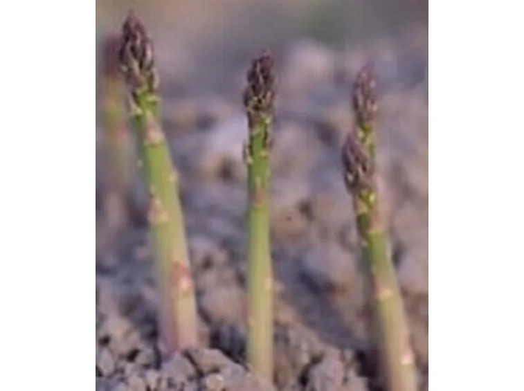 pianta di asparagi