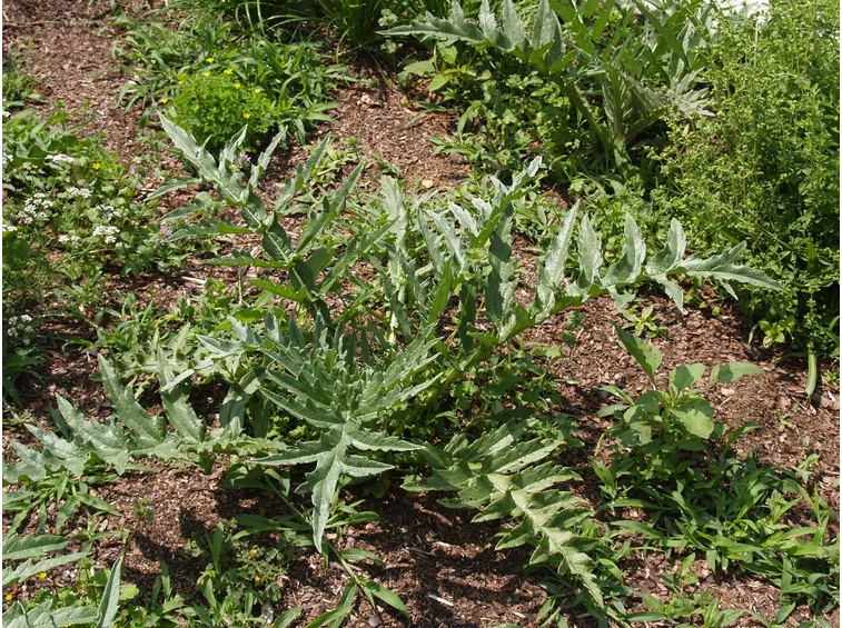 piantare i carciofi