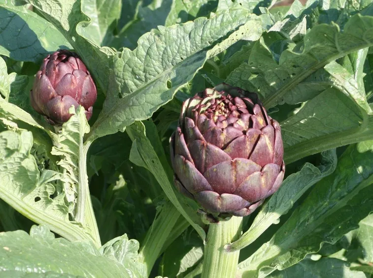 coltivare carciofi