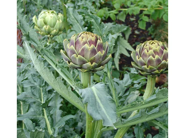 raccolta dei carciofi