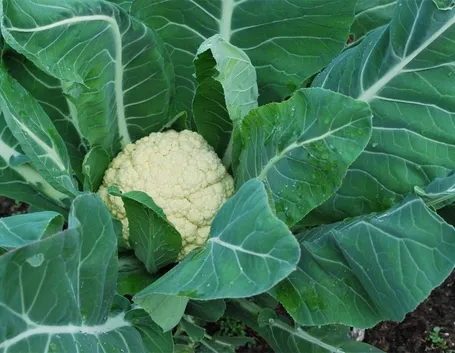 cavolfiore