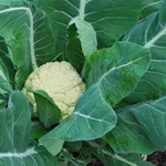 cavolfiore