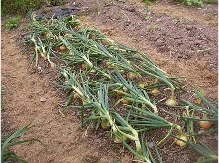 varietà di cipolle
