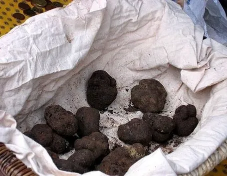 Coltivazione tartufo 