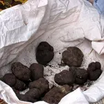 Coltivazione tartufo 