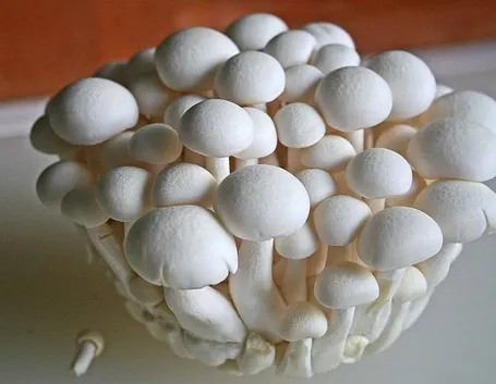funghi 