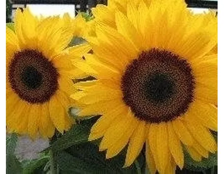 Coltivazione Girasole