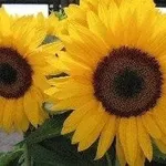 Coltivazione Girasole