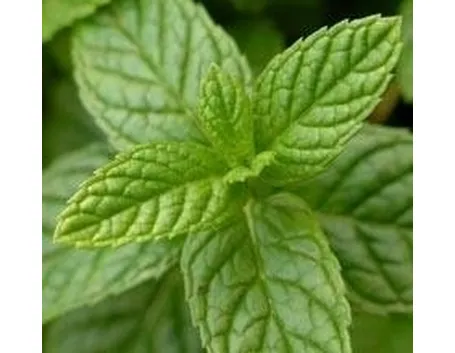 menta