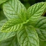 menta