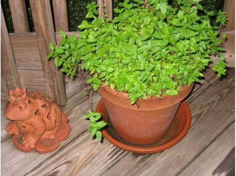 menta in vaso