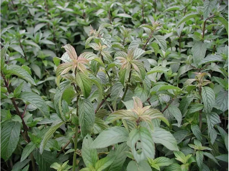 menta malata