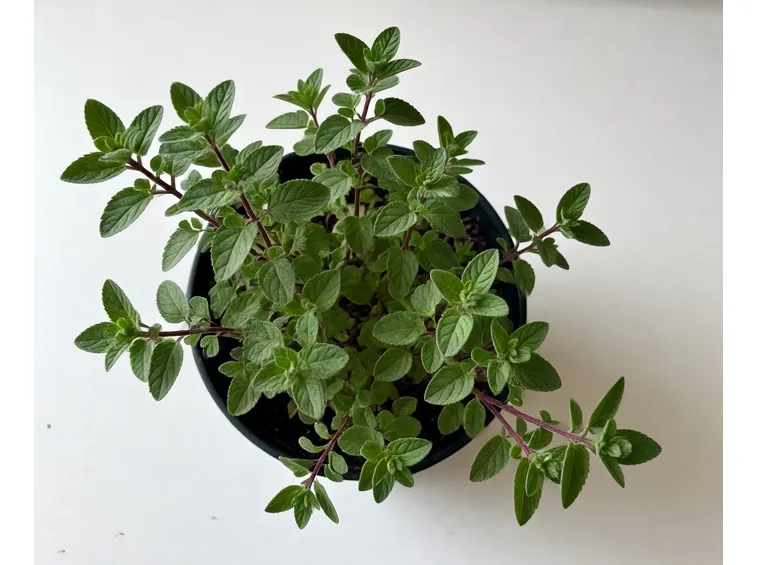 origano