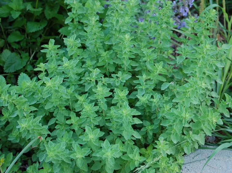 origano