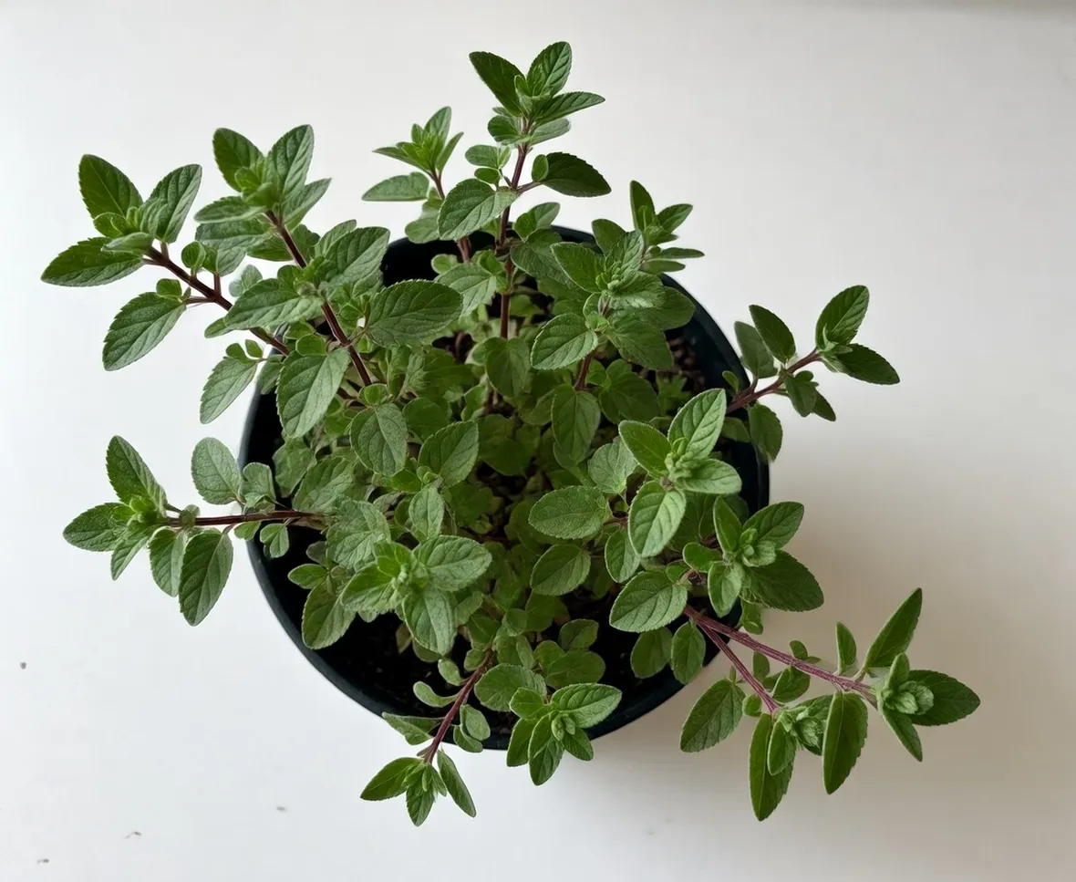origano