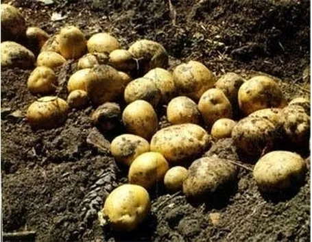 patate