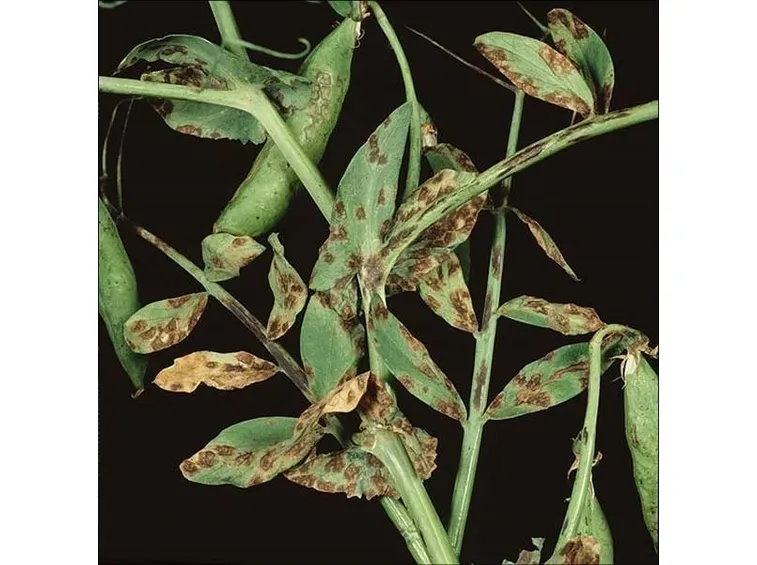 pianta malata