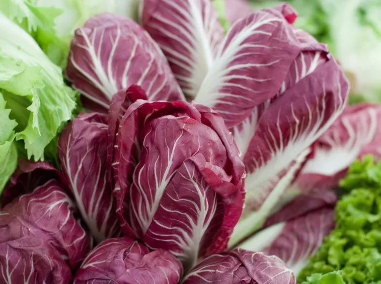 Radicchio trevigiano precoce