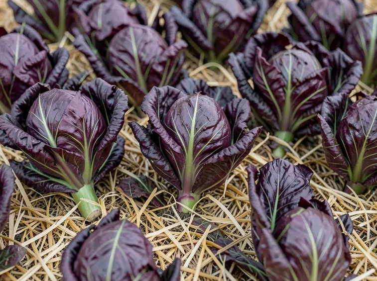 Cespi di radicchio non forzato