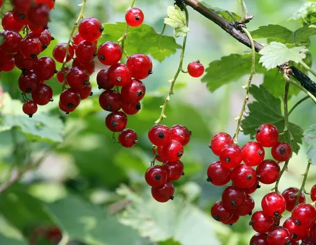 Coltivazione ribes 