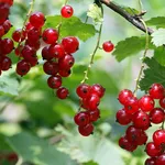 Coltivazione ribes 