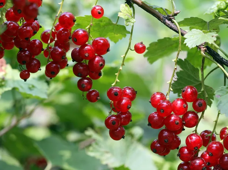 Coltivazione ribes 