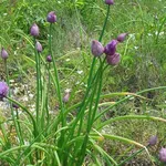 erba cipollina coltivazione