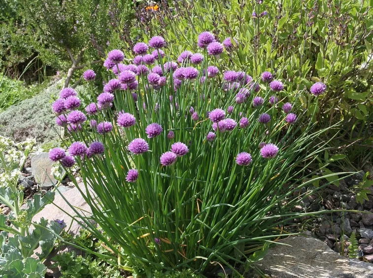 fiori erba cipollina