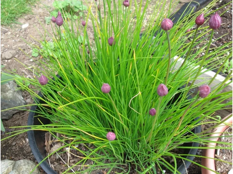 coltivare erba cipollina