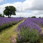 campi di malva 