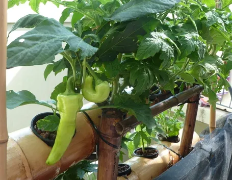 esempio di orto per balcone